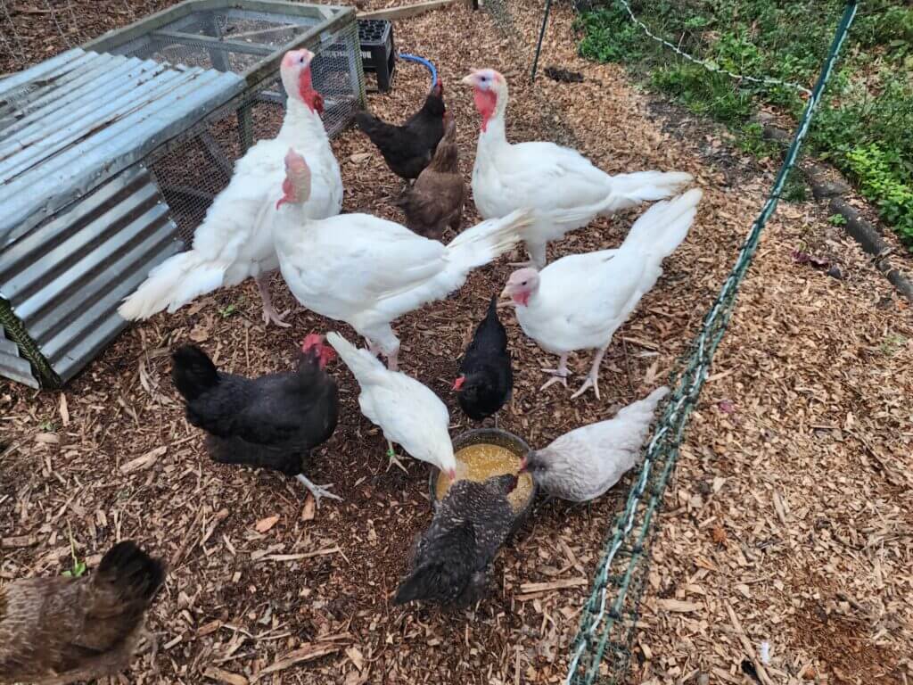 Chickens and turkeys inside a Premier1 electric fenced run standing on deep litter made from arborist wood chips at a regenerative backyard homestead.