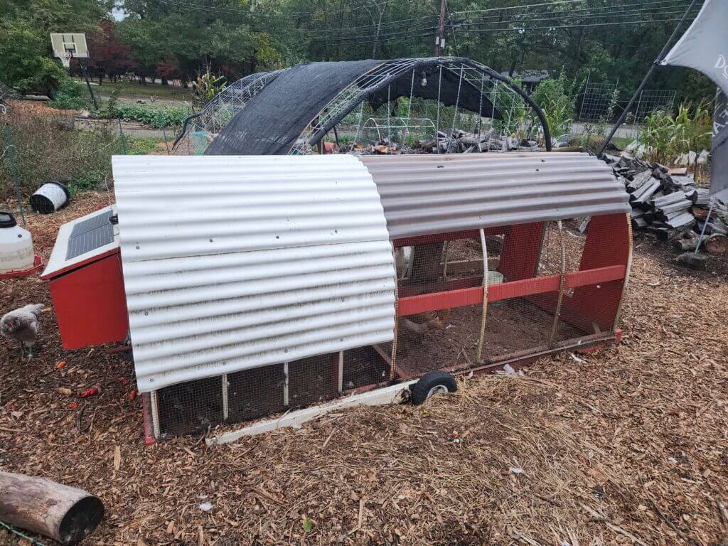 Stagecoach-style mobile chicken coop-and-run sitting on a deep litter bed of arborist wood chips in a regenerative backyard homestead.