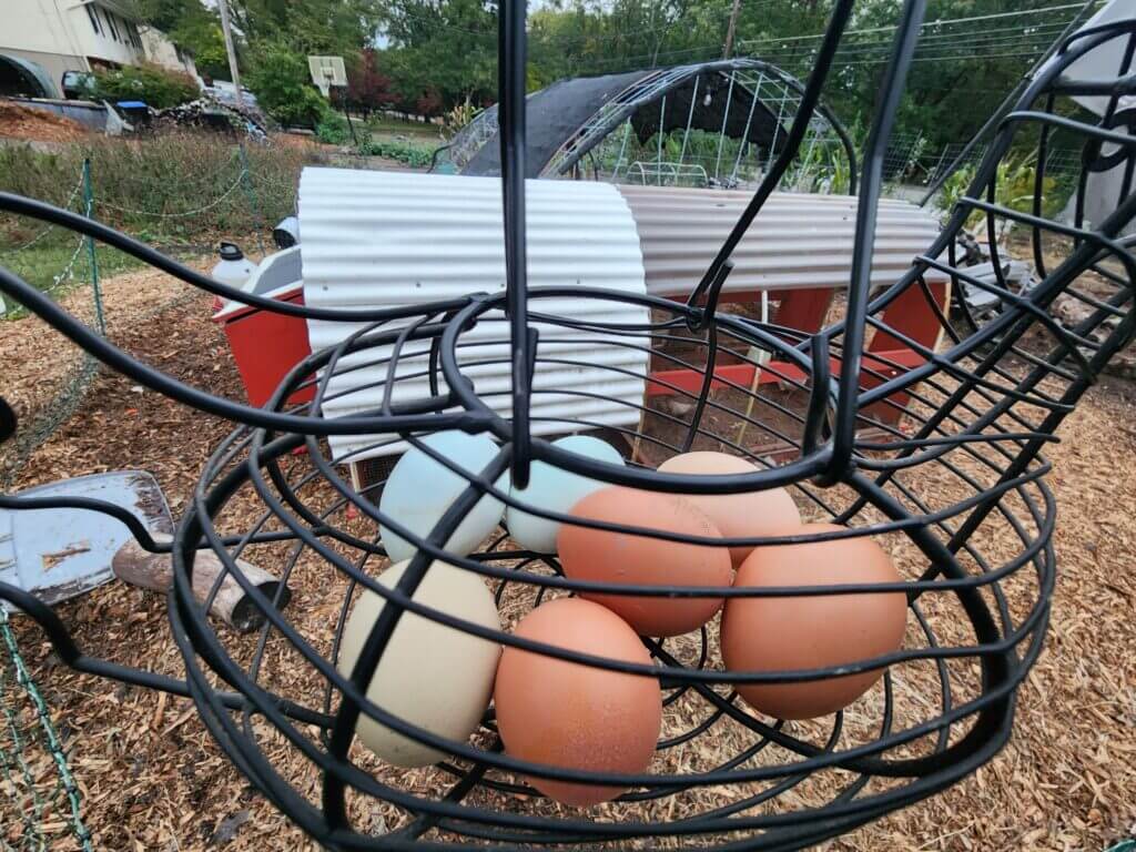 Wire egg basket holding multicolored eggs from a backyard chicken flock, with a mobile coop-and-run in the background on a regenerative homestead.