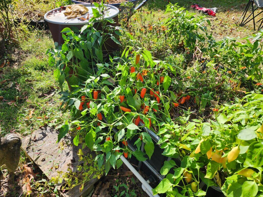 Orange Jalapeño peppers ripening on the plant in a backyard raised garden bed.