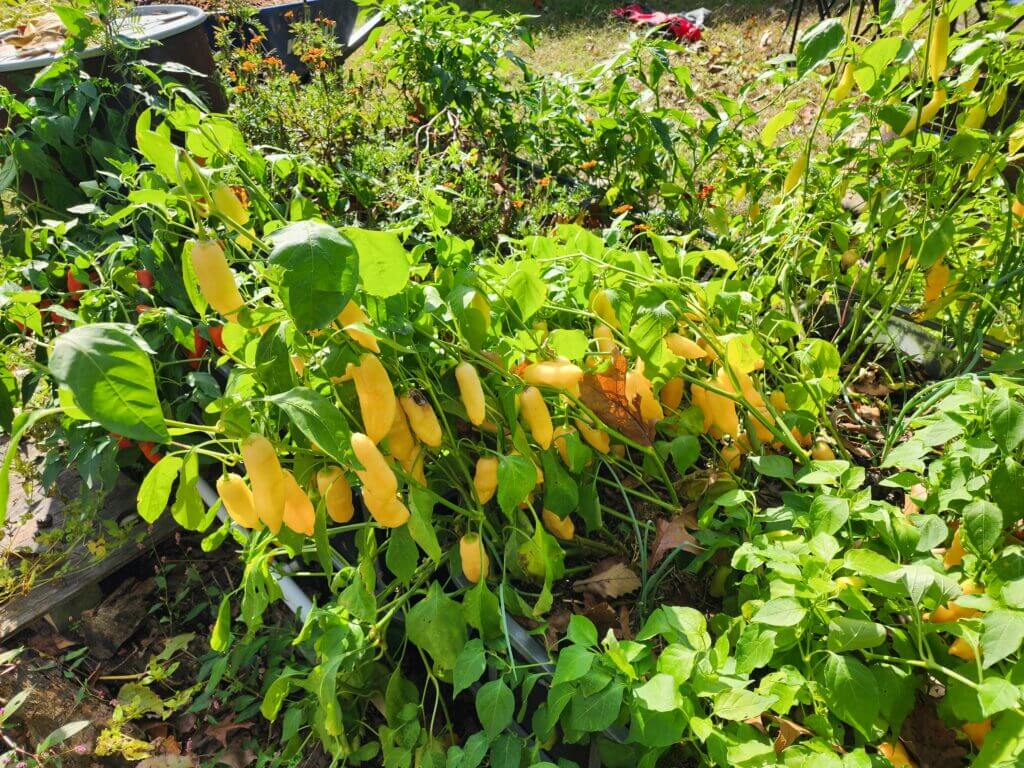 Sugar Rush Peach pepper plants loaded with ripe orange fruit growing in raised beds.