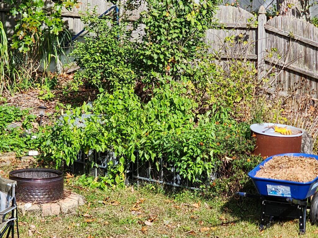 Raised garden beds filled with thriving Sugar Rush Peach and Orange Jalapeño pepper plants in full sunlight.