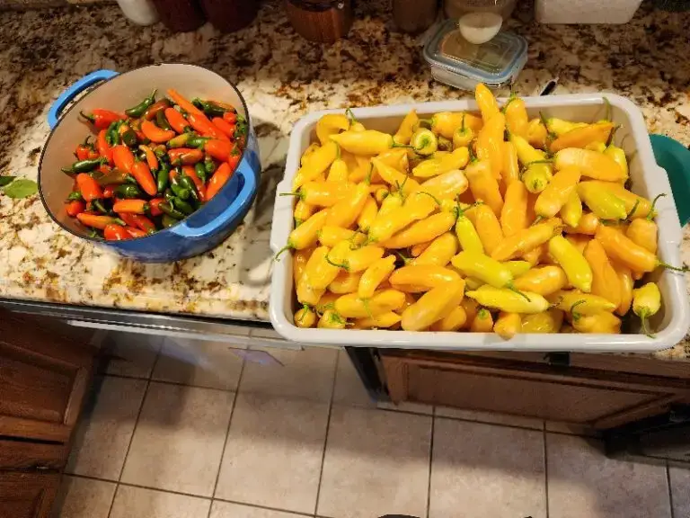 Harvested Sugar Rush Peach and Orange Jalapeño peppers from the homestead kitchen counter