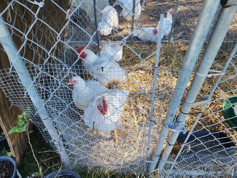 chickens