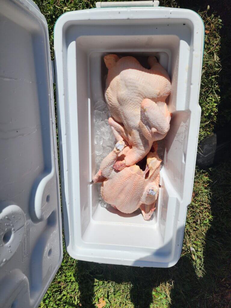 cooler chicken