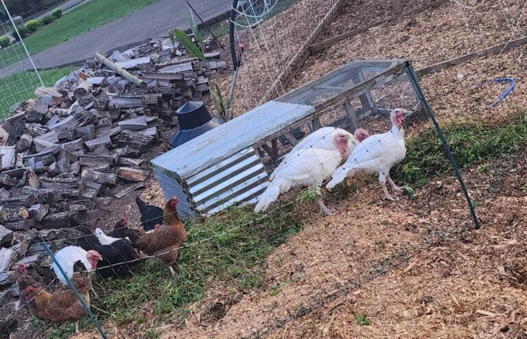 White turkeys and mixed flock of chickens grazing on a regenerative homestead before Thanksgiving