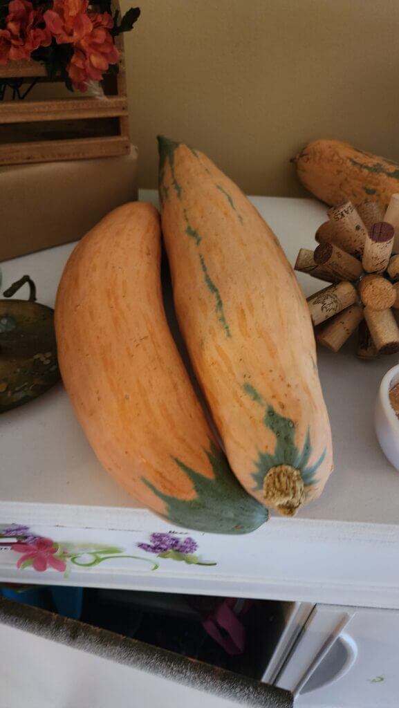 Candy roaster squash resting on a counter before being cooked into soup