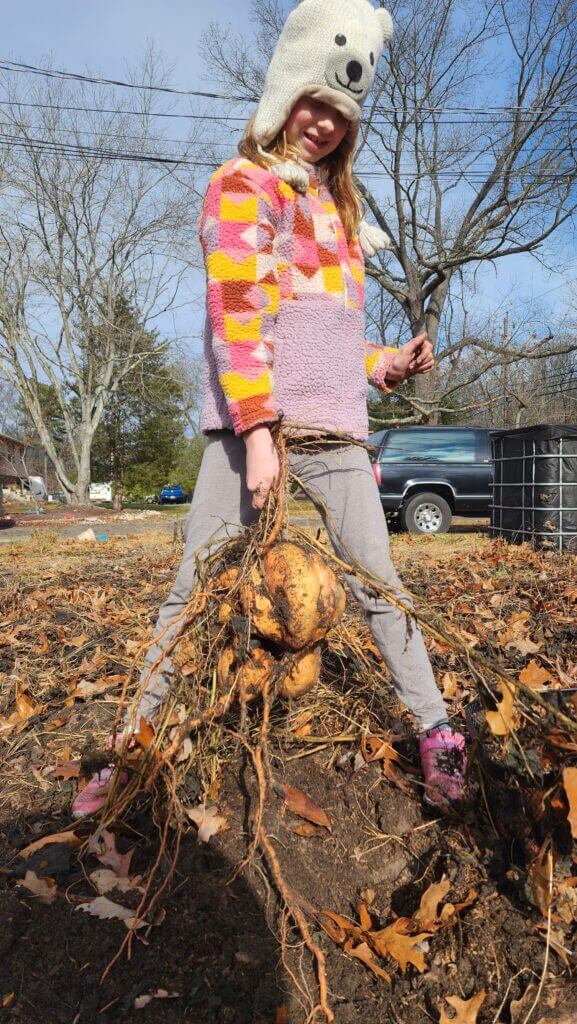 Child pulling a large sweet potato cluster from the garden during harvest