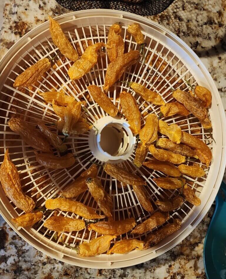 Dried hot peppers arranged on a dehydrator tray for making homemade hot pepper powder.