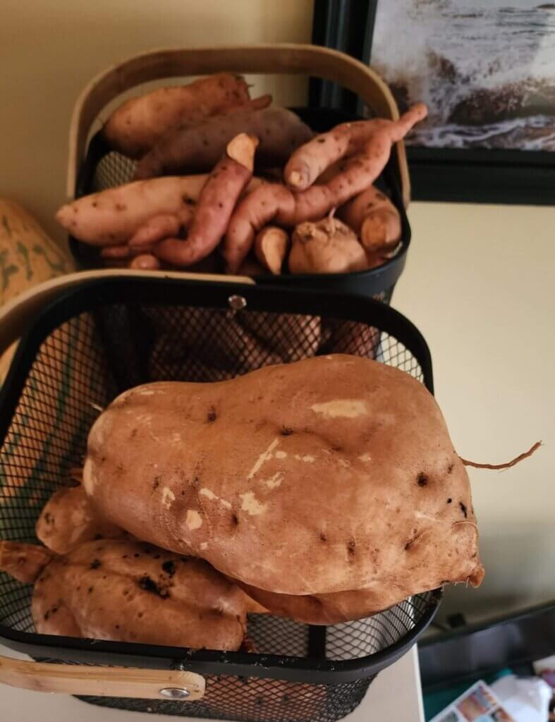 Freshly harvested sweet potatoes in a basket on the counter